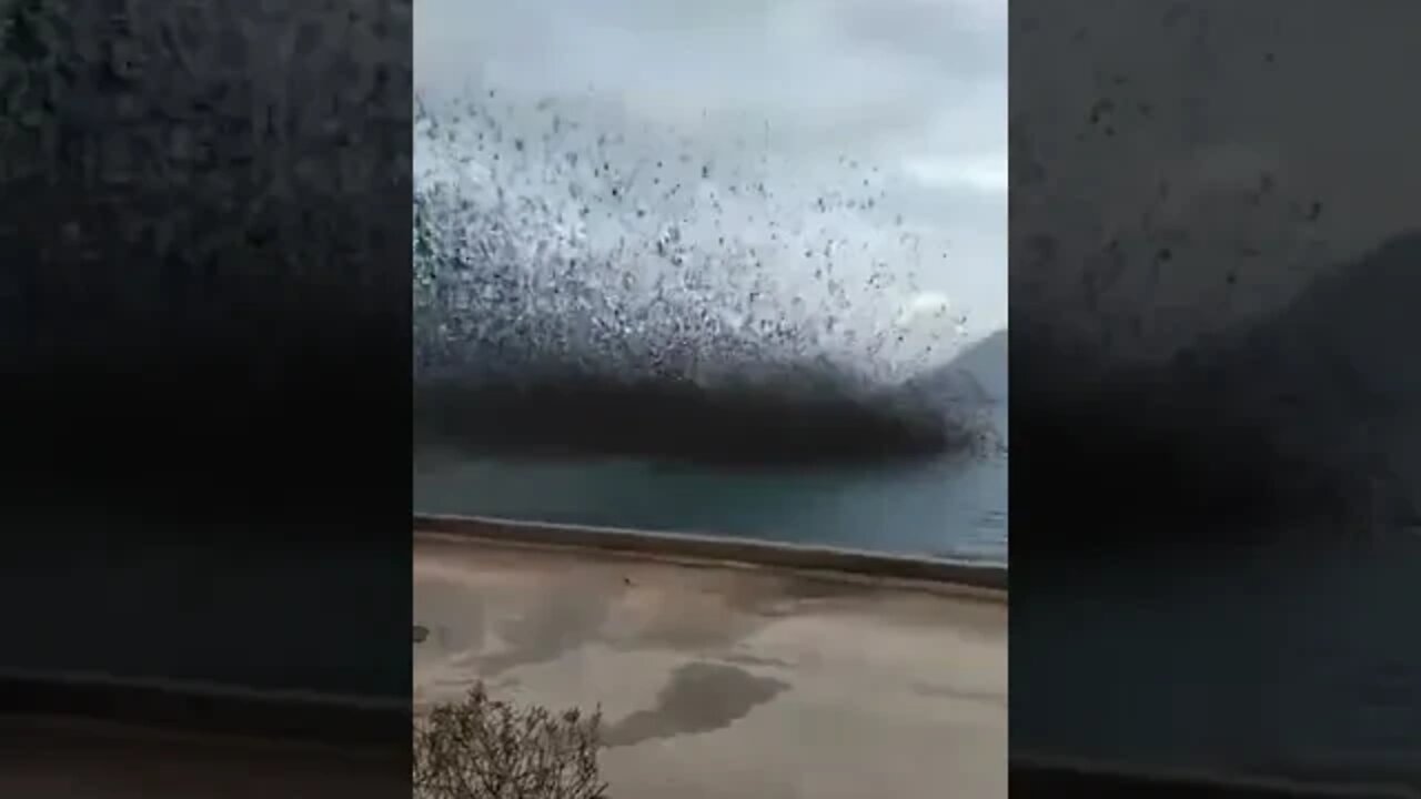 Starling murmurations