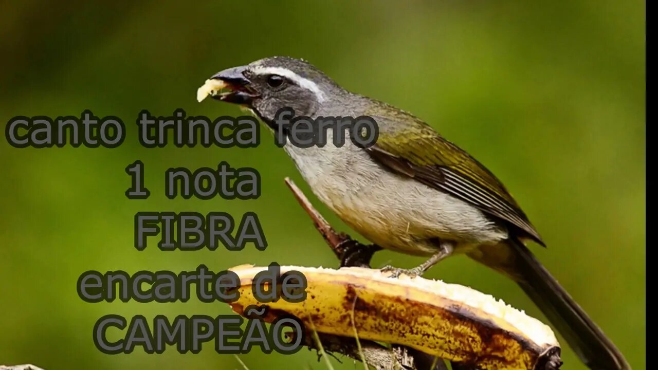 canto trinca ferro 1 nota fibra encarte de campeão