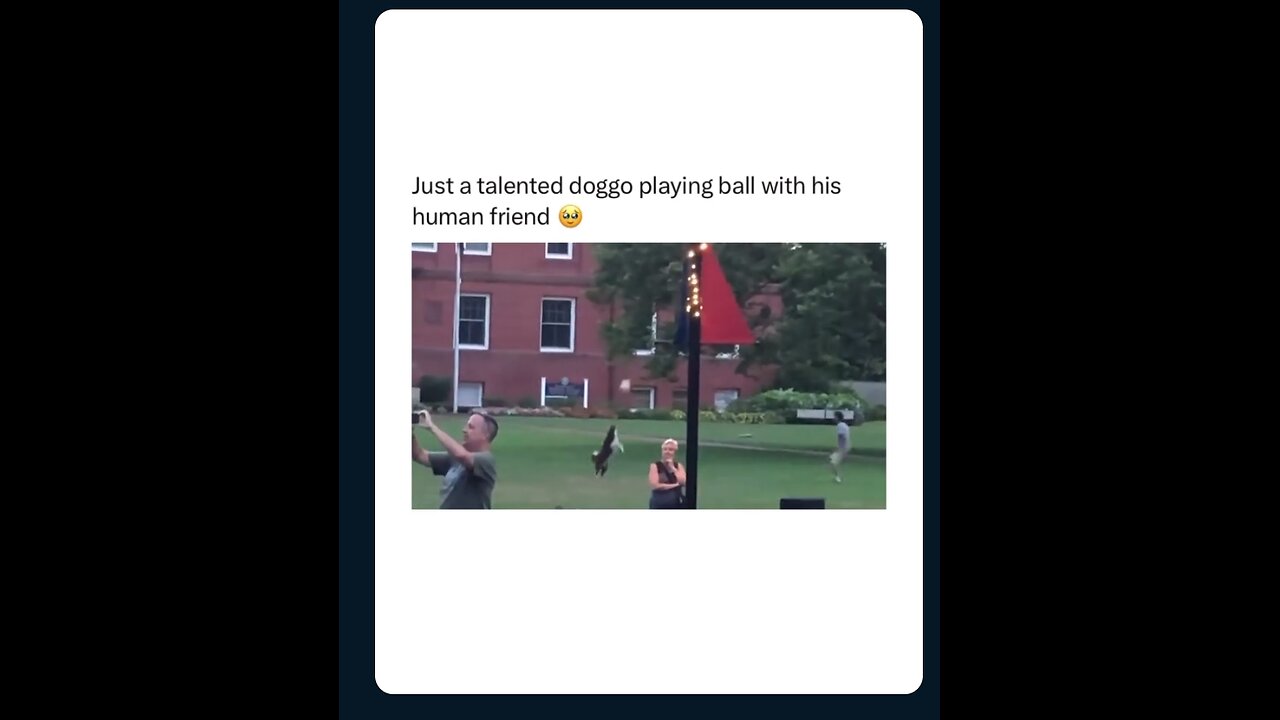 dog plays with her owner 😍