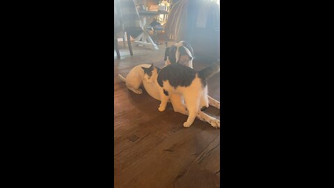 Cat really loves his dog 😍