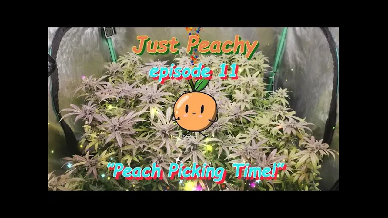 Just Peachy Ep.11 "Peach Picking Time!" #GeekLight #Phenohunt #SouthBayGenetics #420 🍑🍆🍍☀😎🔨 Day 63