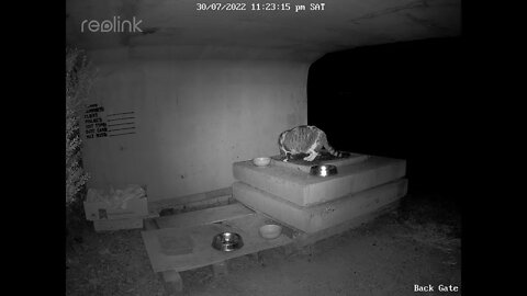 Mother cat makes a visit