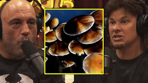 Joe & Theo: 'I Had A Revelation On Mushrooms the Other Night'