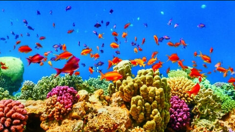 MUST WATCH Red Sea Diving With Rare Fishes !