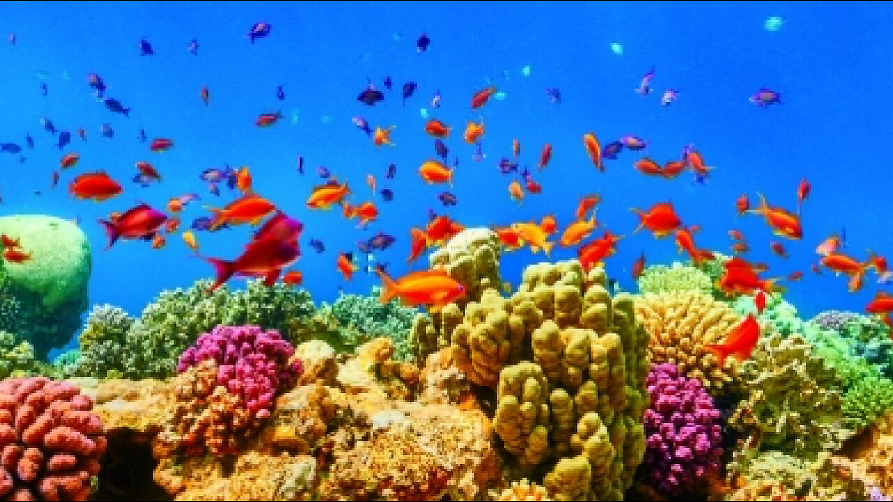 MUST WATCH Red Sea Diving With Rare Fishes !