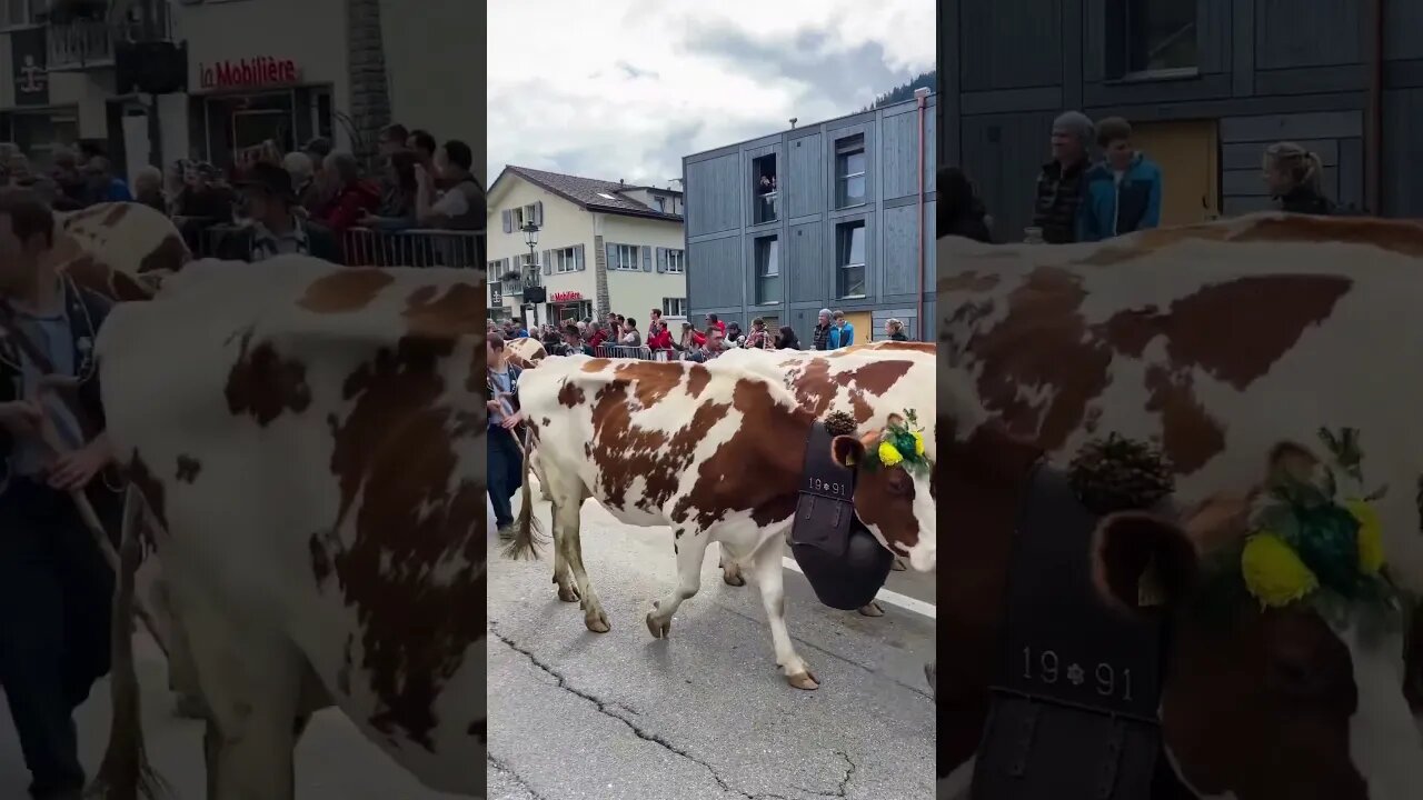 AUTHENTIC SWISS COW PARADE | Désalpe in Charmey, Switzerland 2023