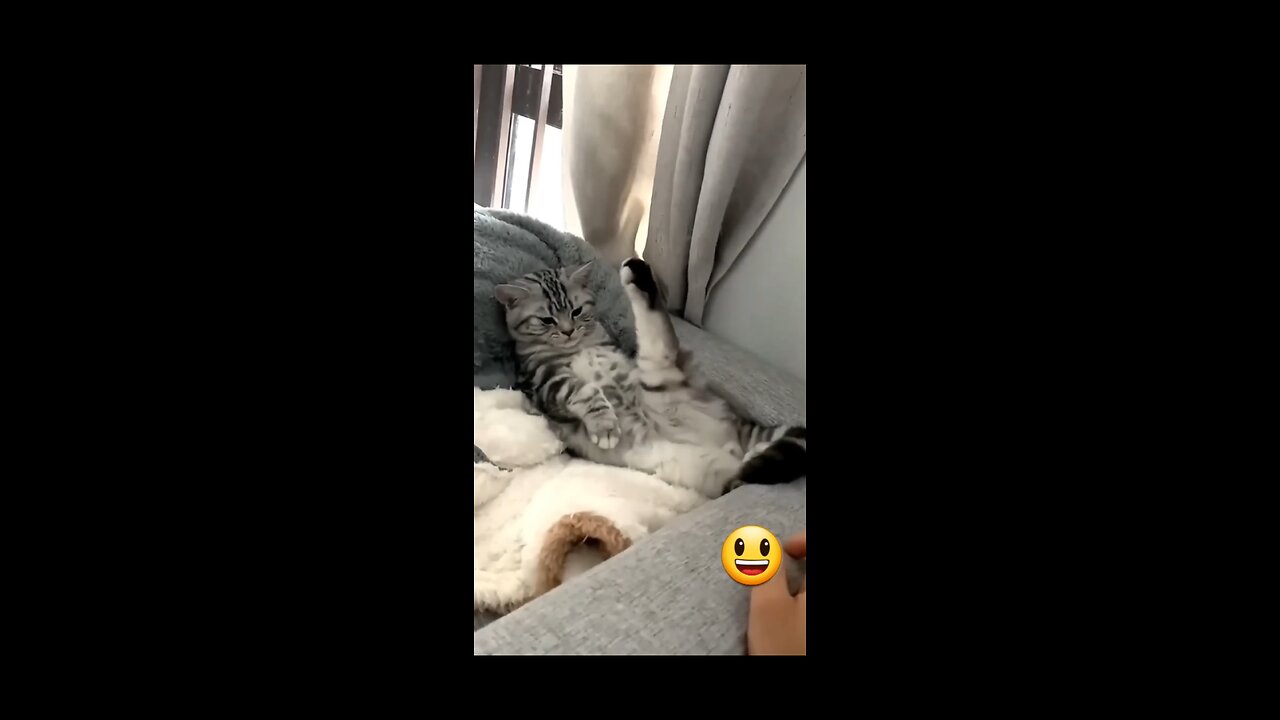 Funny cat playing