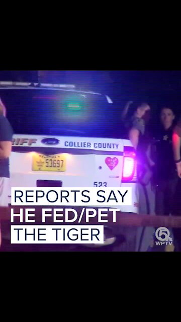 Tiger Attack at the Naples Zoo