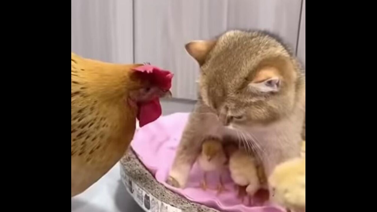 Very funny chicken and cat