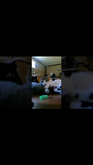 Kitty Cat Summersault Wrestling Slow Mo