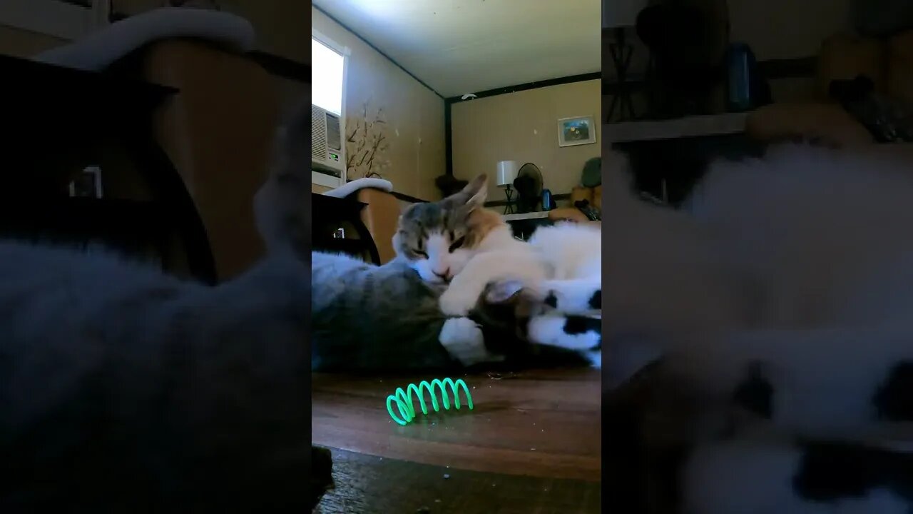 Kitty Cat Summersault Wrestling Slow Mo