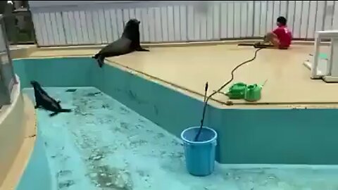 Foca limpando a piscina 🏊‍♂️😮🤣🤣￼