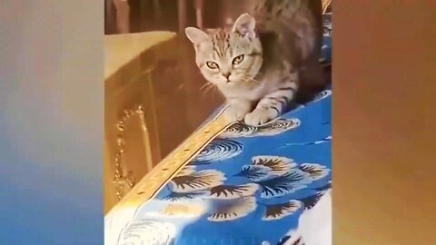 Cats vs Common Sense: A Comedy Showdown