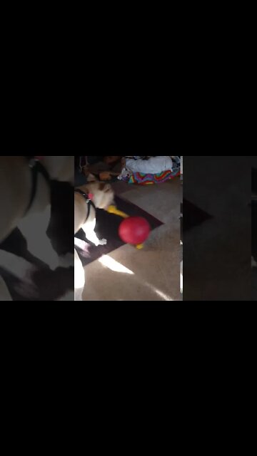 Lord Belvedere Spinning with His Jolly Ball and Reverse, LOL!