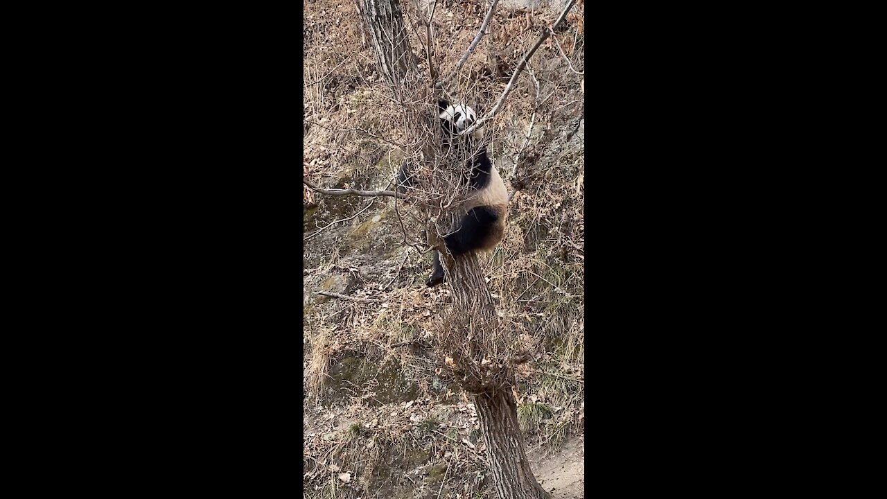 Have you ever heard a panda call?