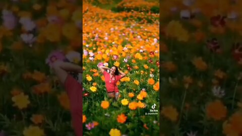 My Dream Flower Garden