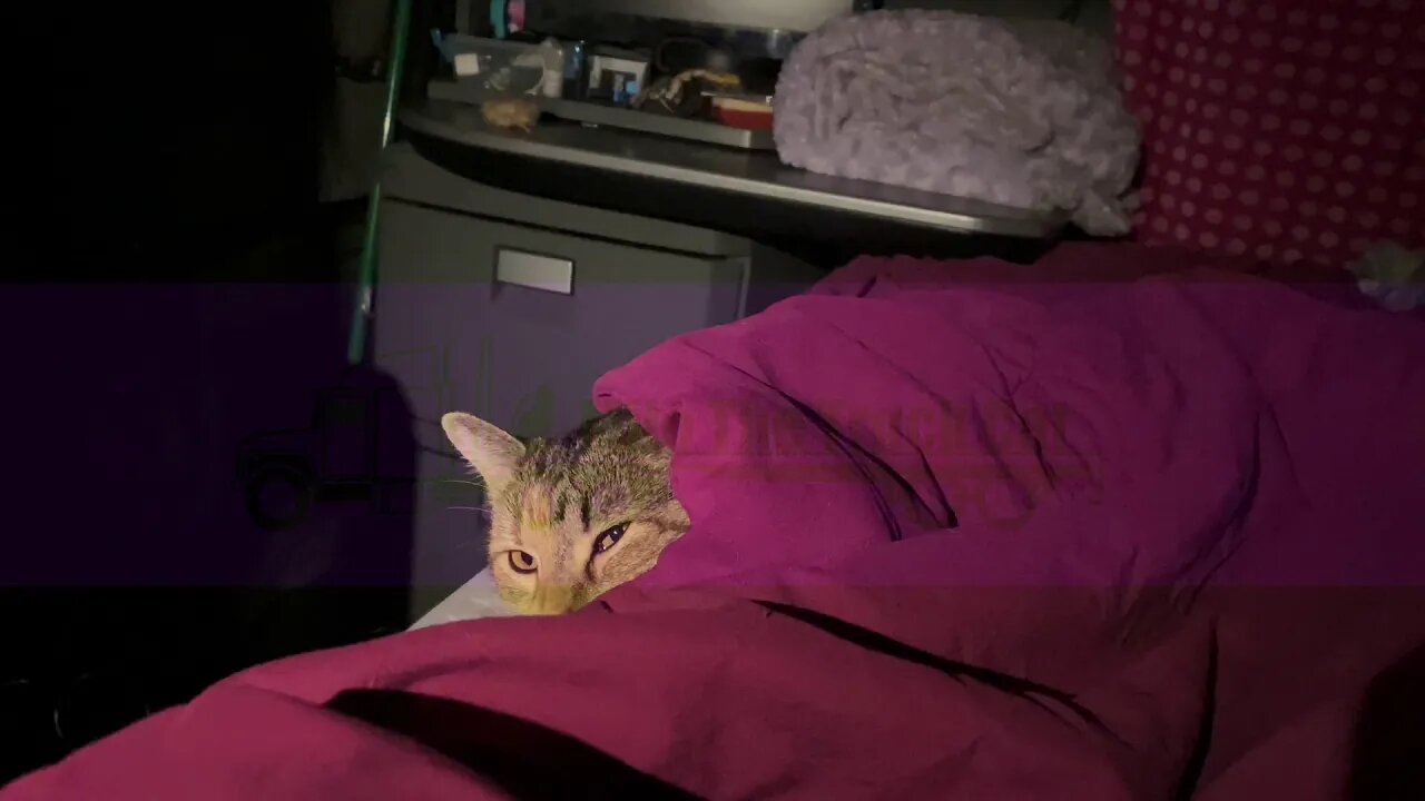 Sleepy Kitty