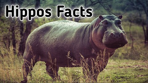 Fascinating Facts About the Hippos.