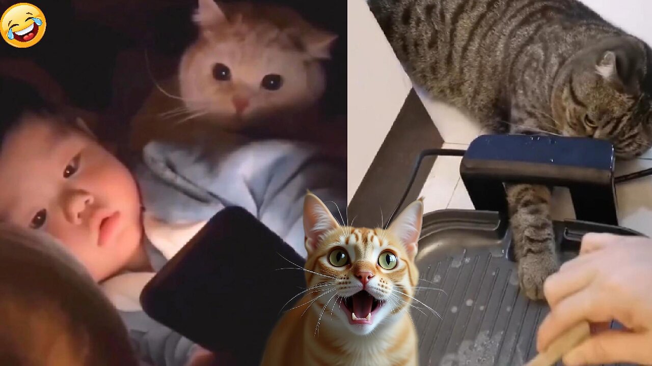 🤣Funny Cat Compilation #funny #funnycats #cats #catlover