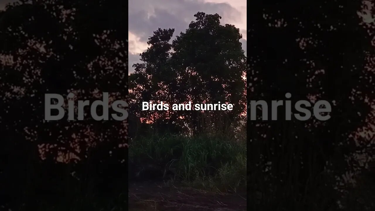 Original sound of birds waiting for the sunrise