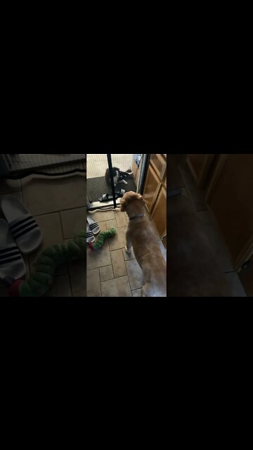 Shop cat chronicles… Shop cat doesn’t even mind the dog #ShopCat #Shorts