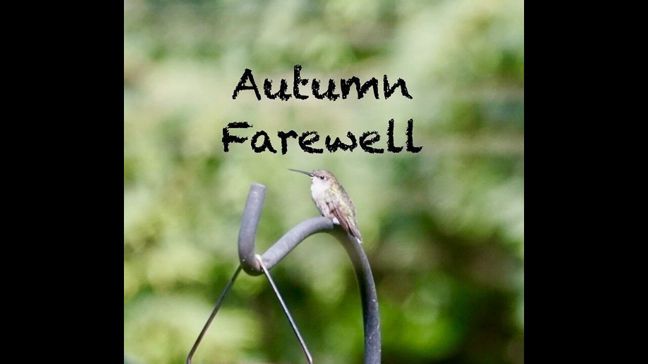 Autumn Farewell to our Resident Hummingbird before its Journey South for Winter Migration