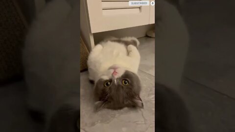 cute cat videos 😹 funny videos 😂 489 😻