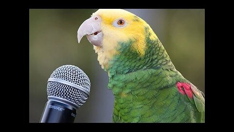 PARROT ACTUALLY STALKS ABOUT TRADING STOCK AMAZING TALKING PARROT 🚨😎😎😎😎