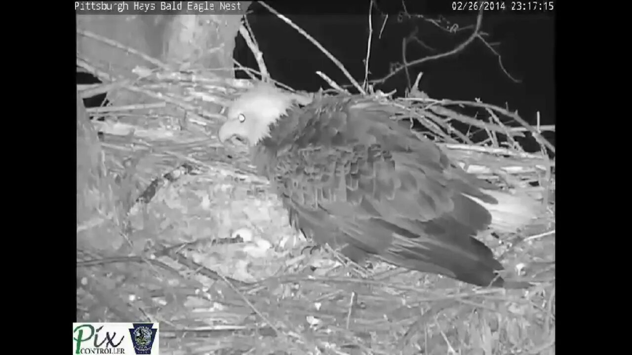 Dramatic video of a raccoon attacking the Pittsburgh Hays Bald Eagles