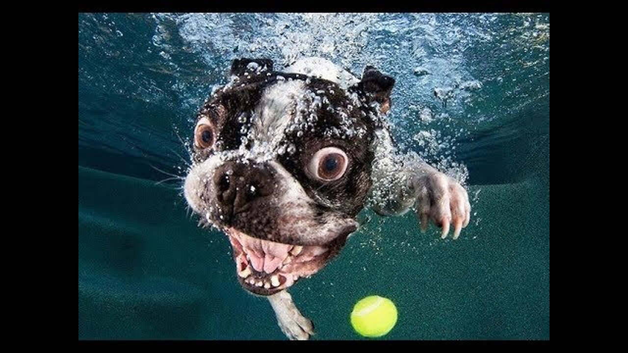 Try Not To Laugh - Funny Dog Videos