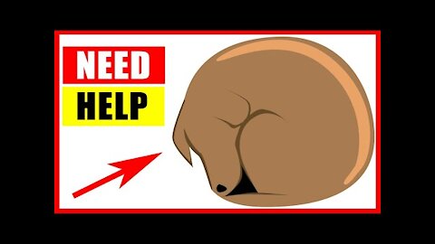 14 Critical Signs Your Dog Is Begging For Help