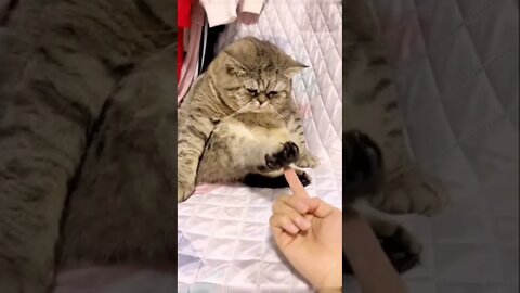 Done playing now 😼