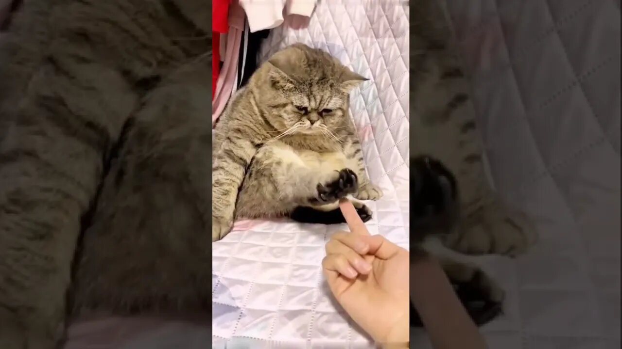 Done playing now 😼