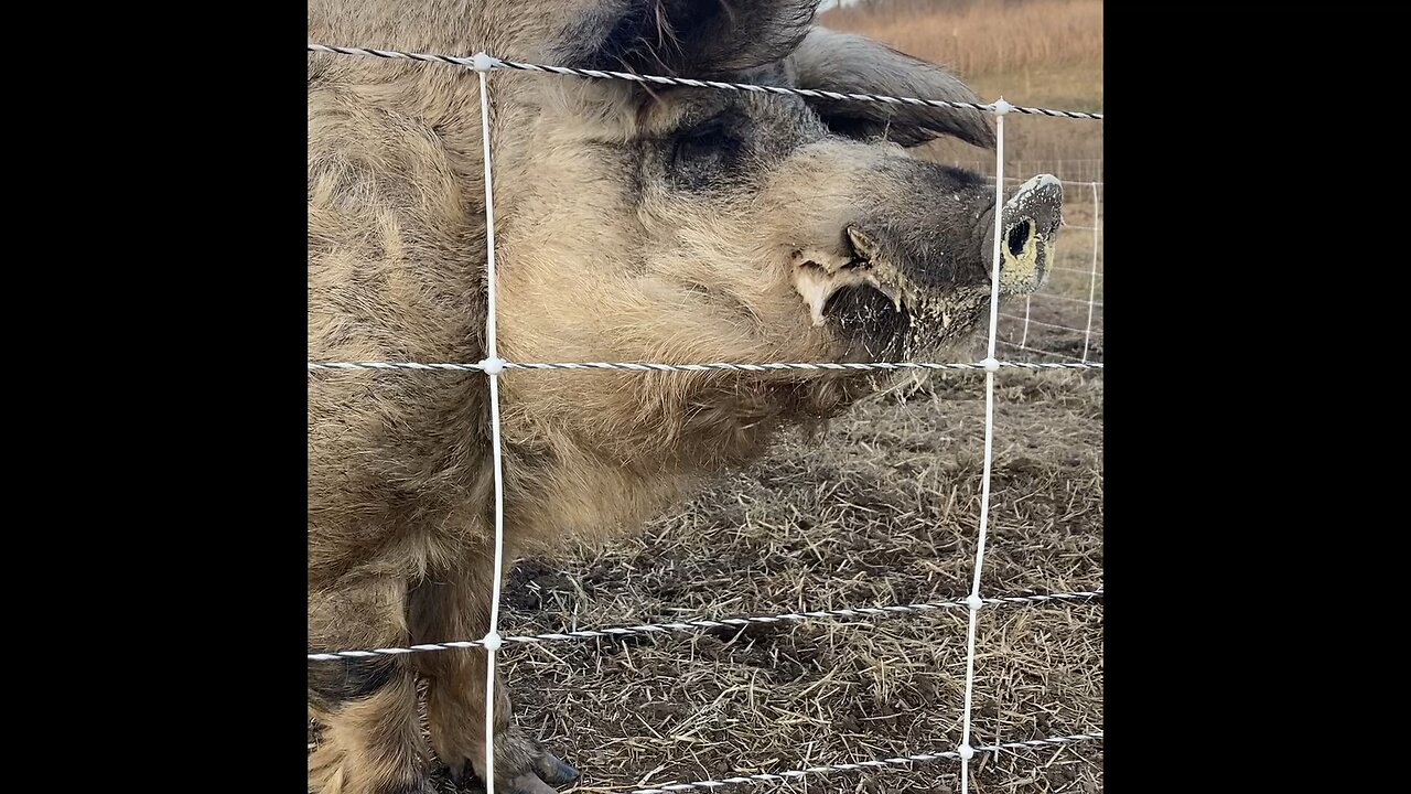 Mangalitsa Pigs - daily check