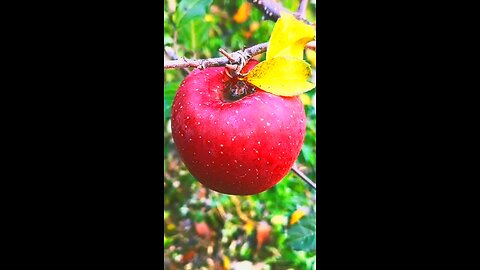 Fresh fruit cutting