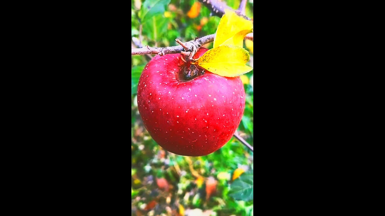 Fresh fruit cutting