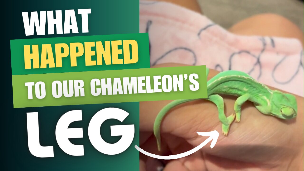 What Really Happened to Our Chameleon’s Leg in Just 72 Hours!