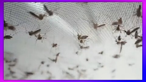 WHY DO WE HAVE THESE FACTORIES? GOOD OR BAD? PUSHING DISEASE?