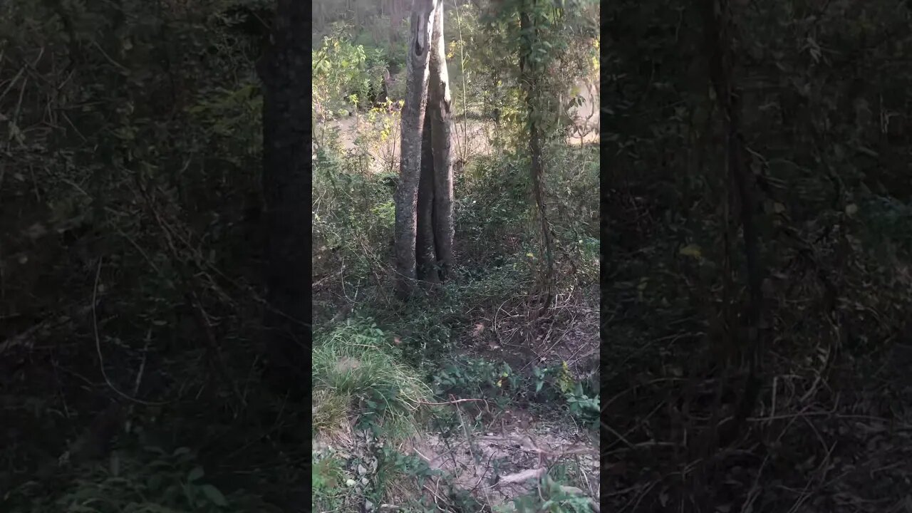 Buffalo Bayou Burrows