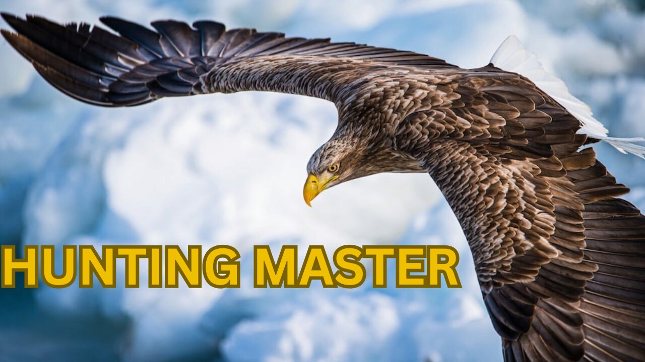 Eagle Master Of The Sky