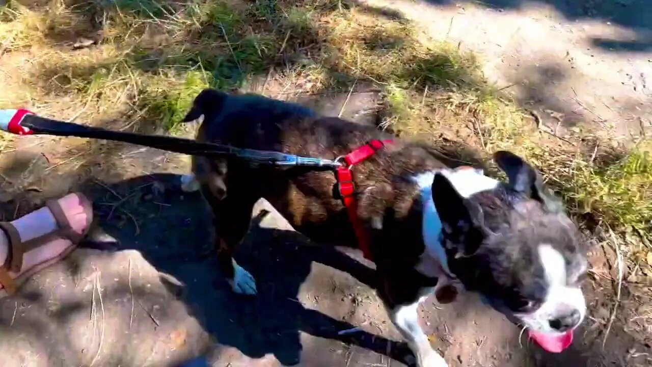 Retro takes a steam train (boston) for a walk. Too hot for doggy cam