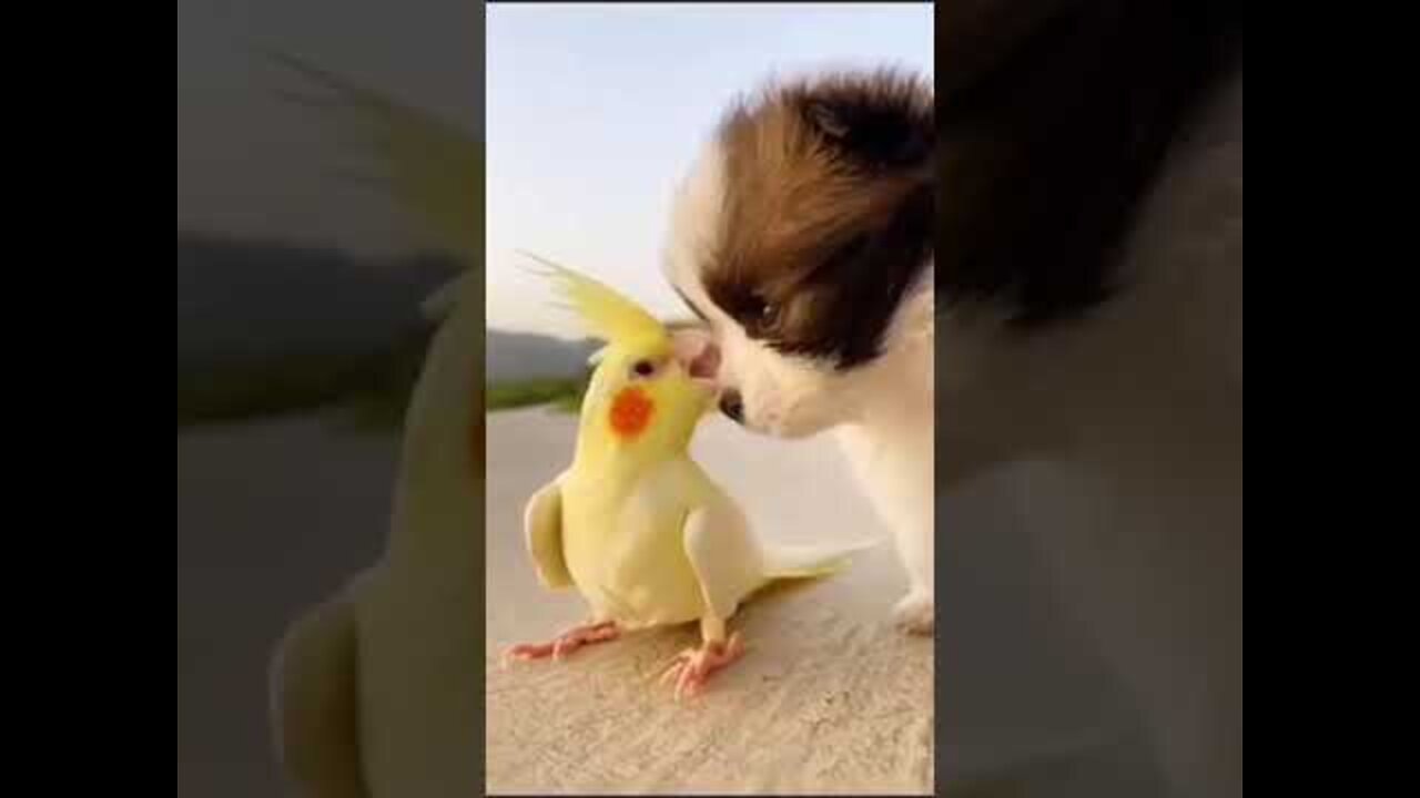 Cute dog and parrot video 2022