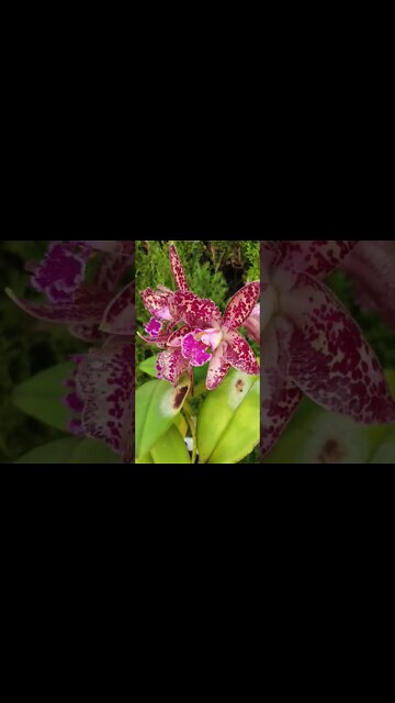 Mind Blown! #ninjaorchids #diva Cattleya Durigan 'Cruzeiro do Sul' #orchidsinbloom #shorts