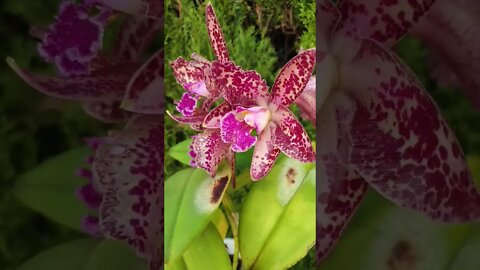 Mind Blown! #ninjaorchids #diva Cattleya Durigan 'Cruzeiro do Sul' #orchidsinbloom #shorts