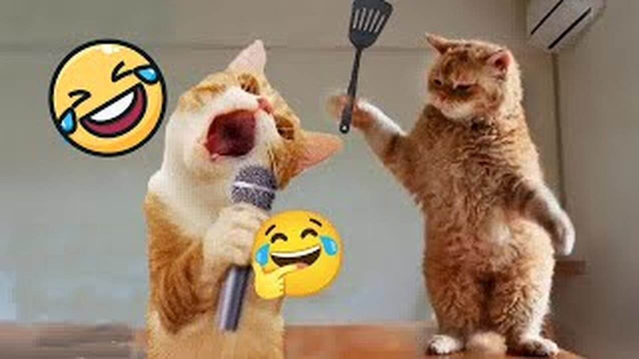 These FUNNY CATS will make you LAUGH SUPER HARD