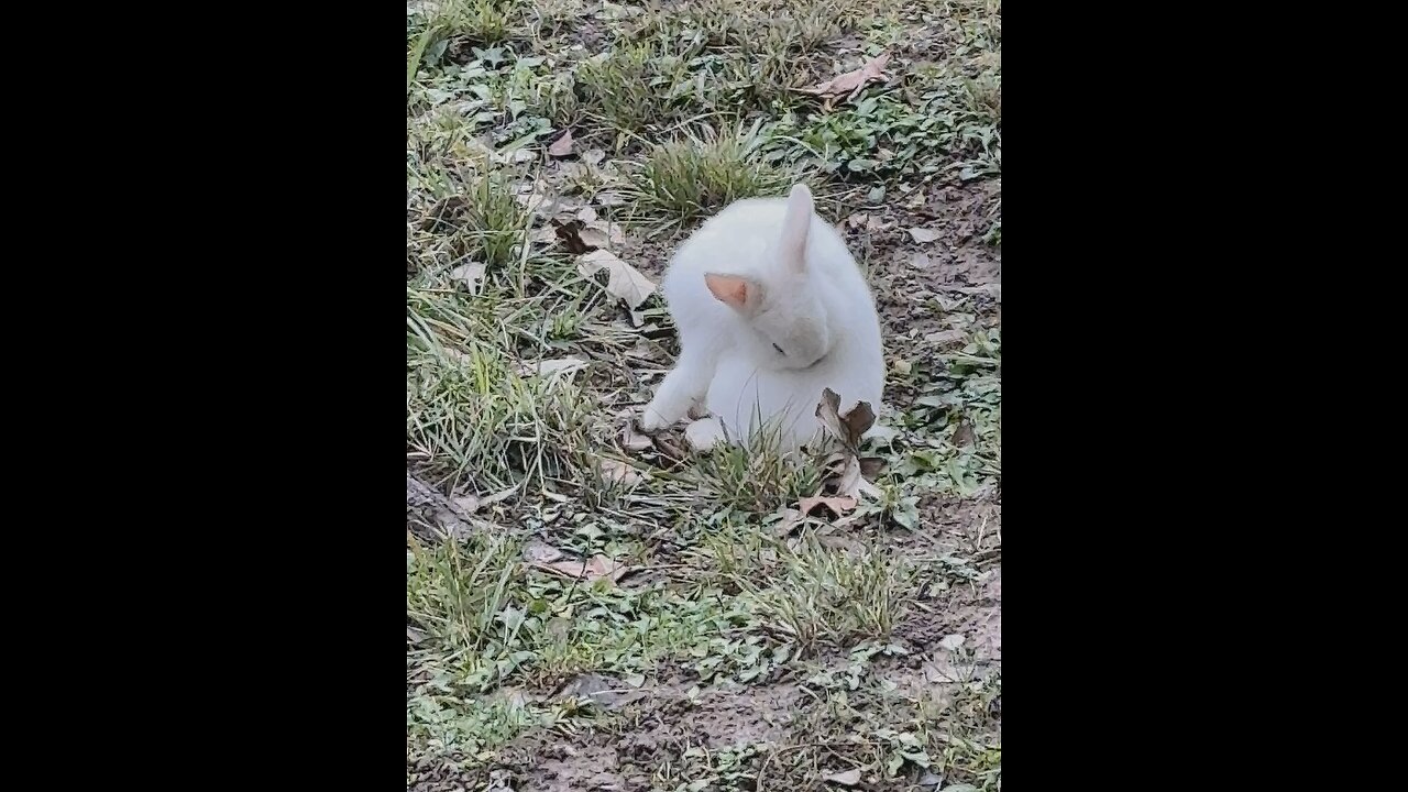 My neighborhood bunny