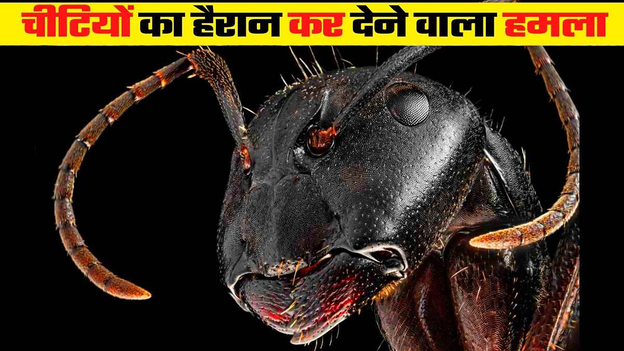 कभी देखें है चीटियों के ऐसे खतरनाक हमले Have you ever seen such dangerous attacks by ants?