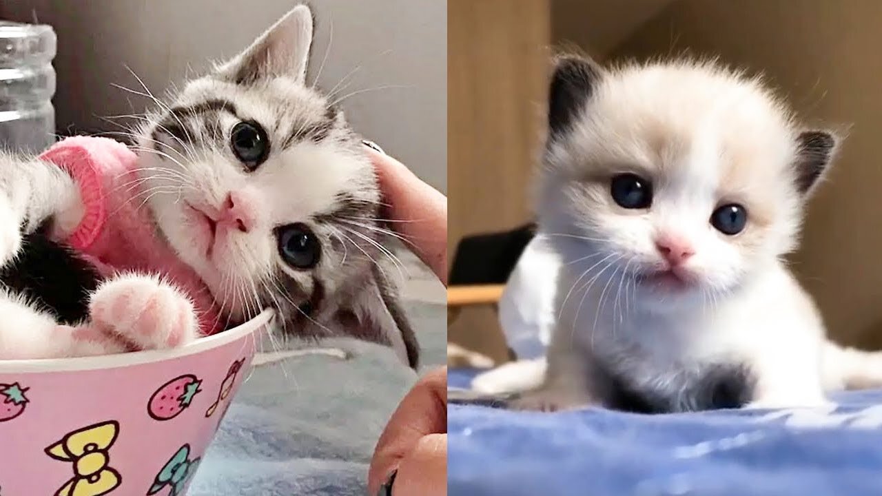 Baby Cats - Cute and Funny Cat Videos Compilation