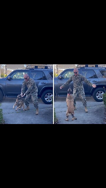 Dog Has Heartwarming Reaction To Owner's Homecoming