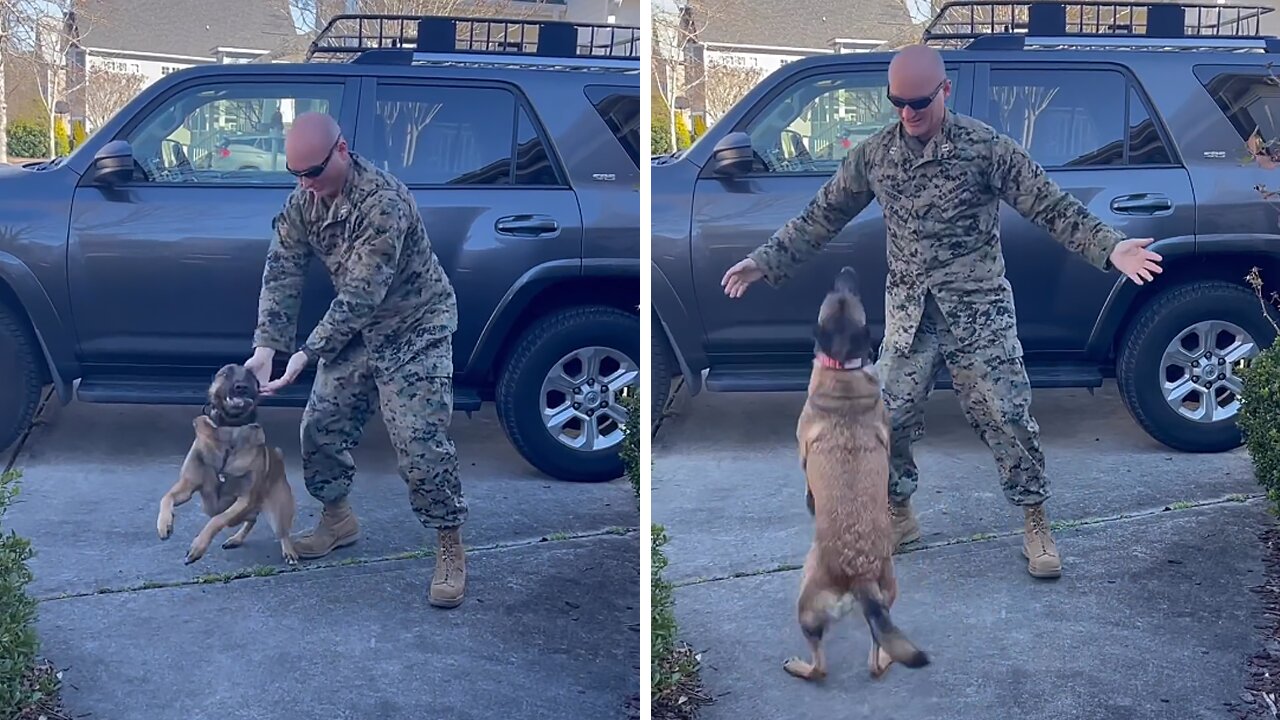 Dog Has Heartwarming Reaction To Owner's Homecoming